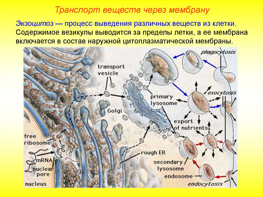 Образование лизосом рисунок