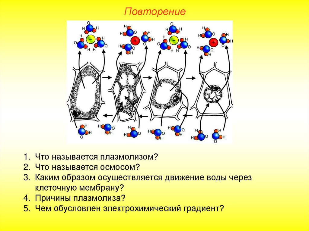 Каким образом осуществляют. Плазмолизом называется. Причины плазмолиза. Плазмолиз факторы его вызывающие. Каким образом осуществляется движение воды через клеточную мембрану.