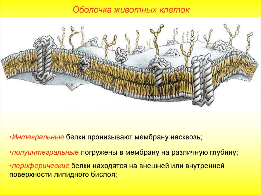 Белки клеток животных. Мембранные белки полуинтегральные. • Белки, полностью пронизывающие клеточную мембрану. Интегральные полуинтегральные и периферические белки. Строение мембраны клетки животных.