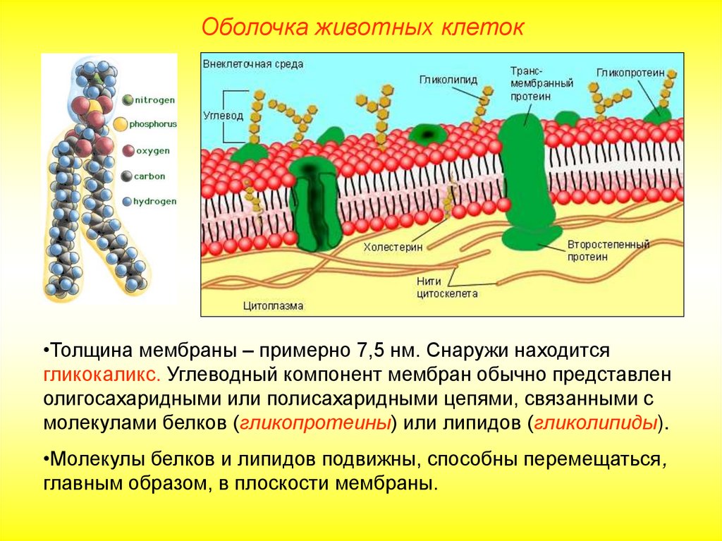 Оболочка клетки рисунок