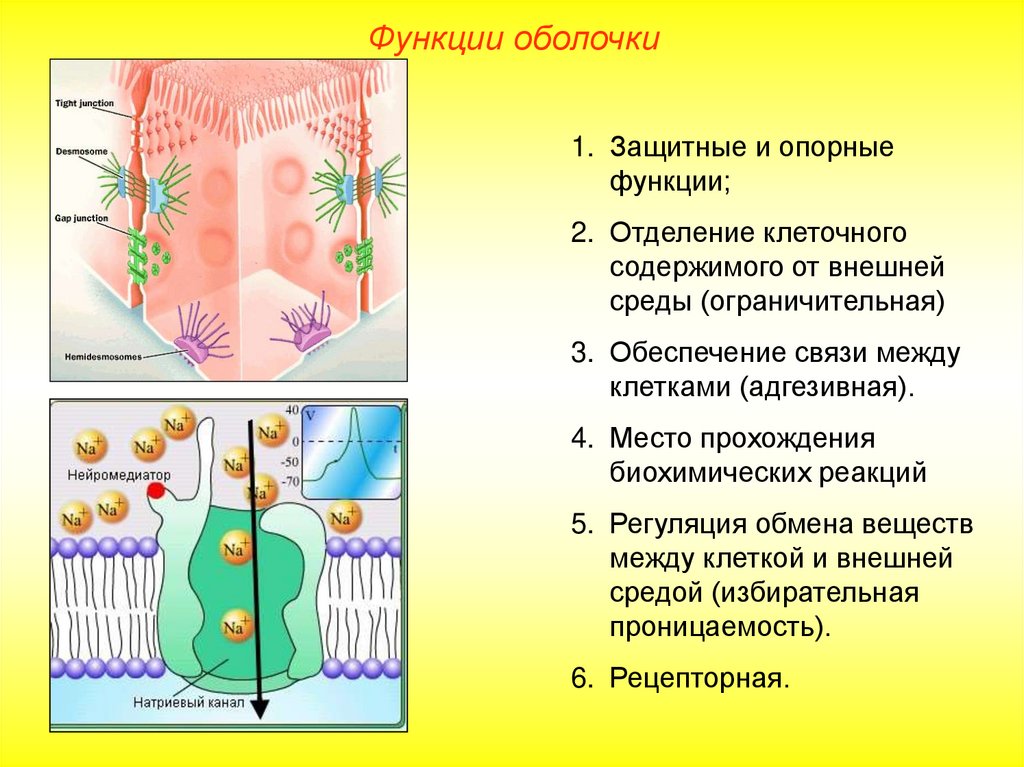 Защитная функция мембран. Функции мембраны. Защитная функция мембраны. Транспортная функция мембраны. Адгезивная функция мембран.