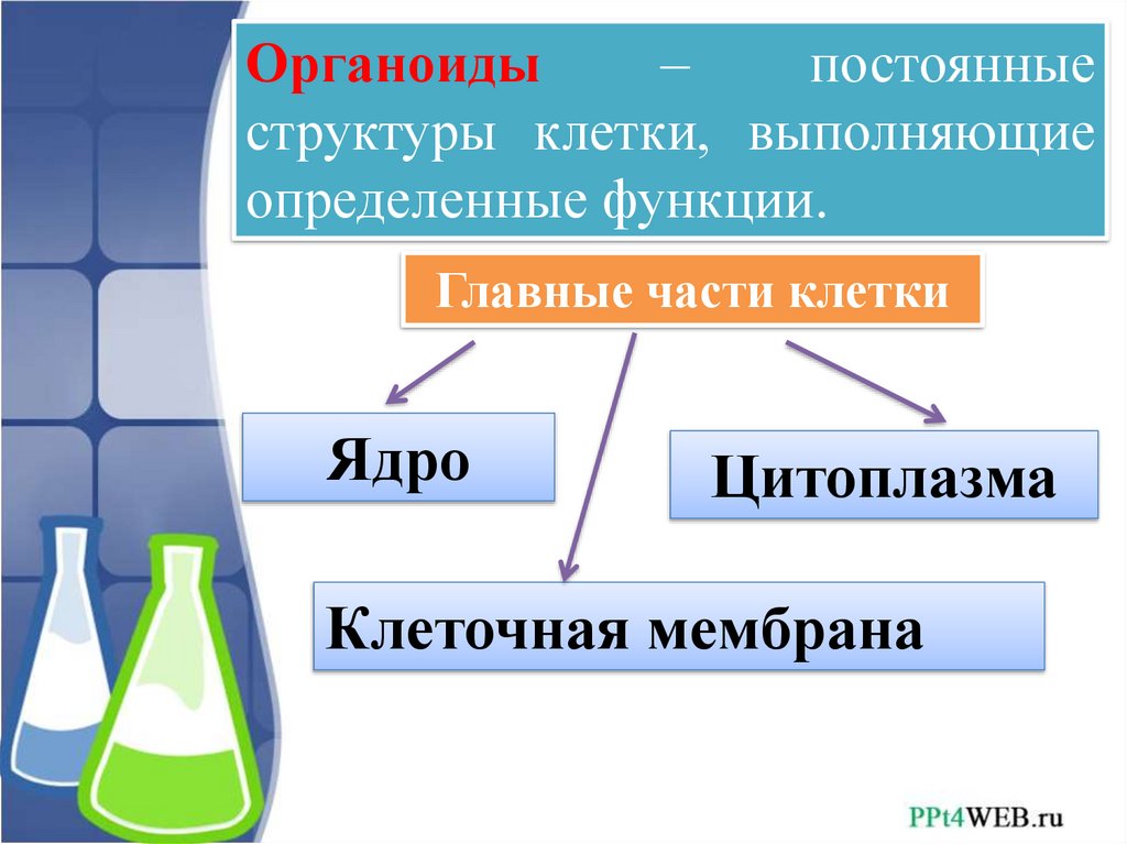 Единицы строения