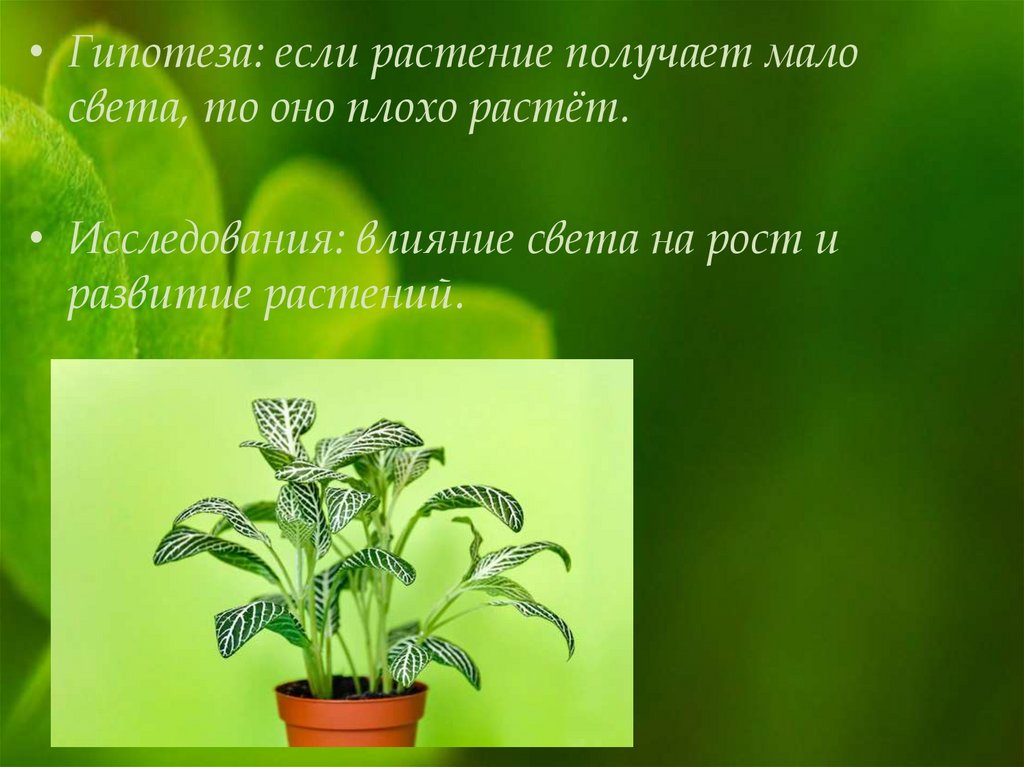 Исследовательский проект по биологии 9 класс готовые проекты