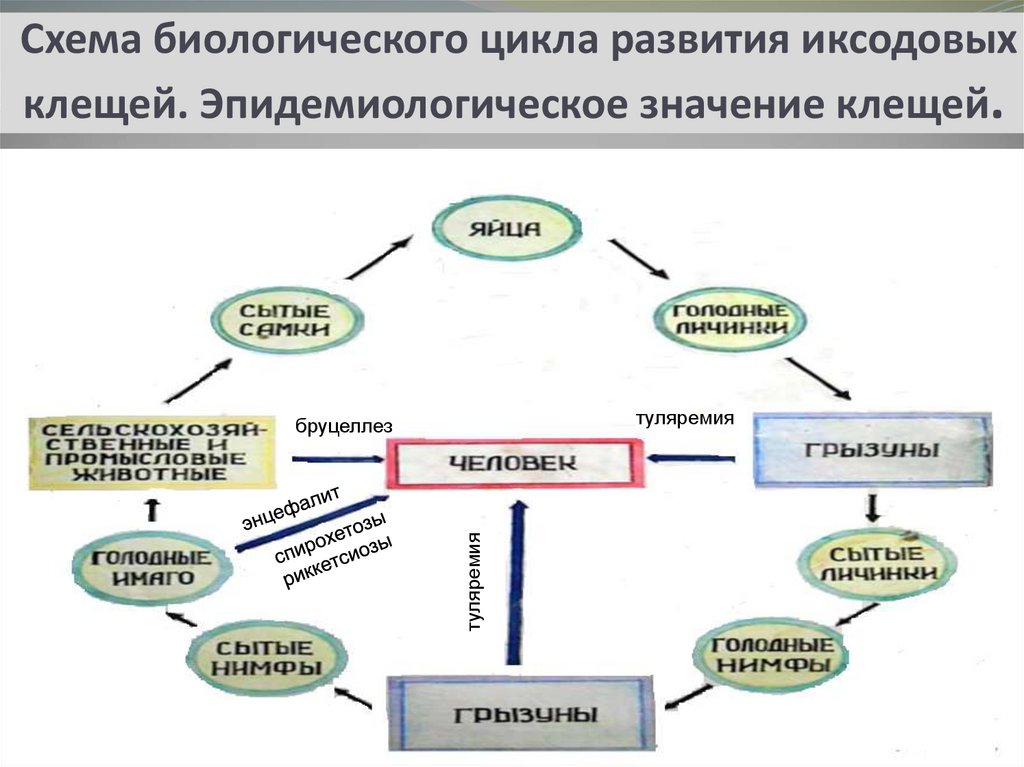 Биологический цикл