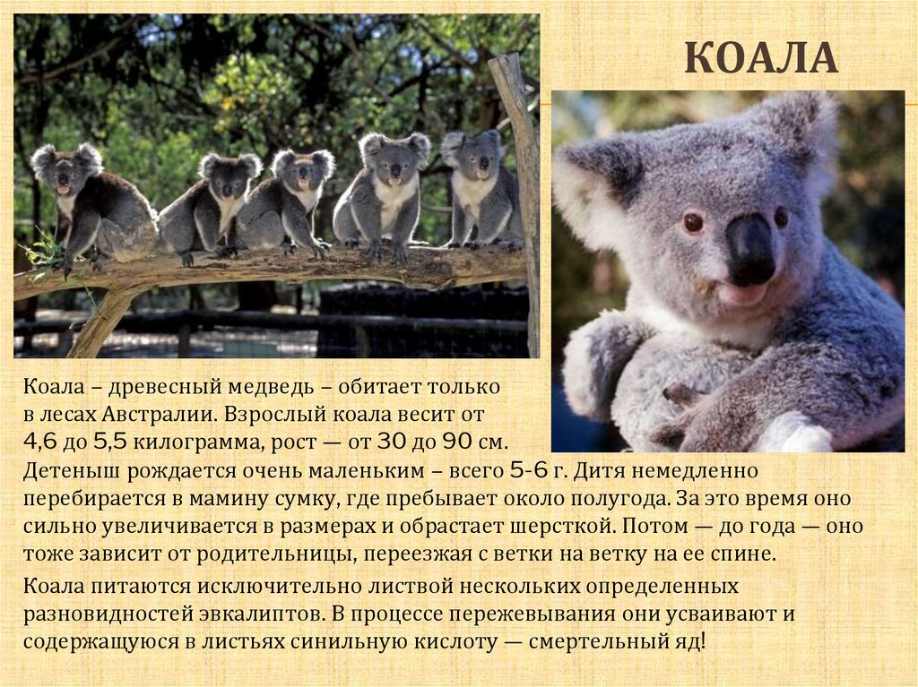 Коала интересные факты. Коала информация для детей. Доклад о куалах. Необычные факты о коалах.