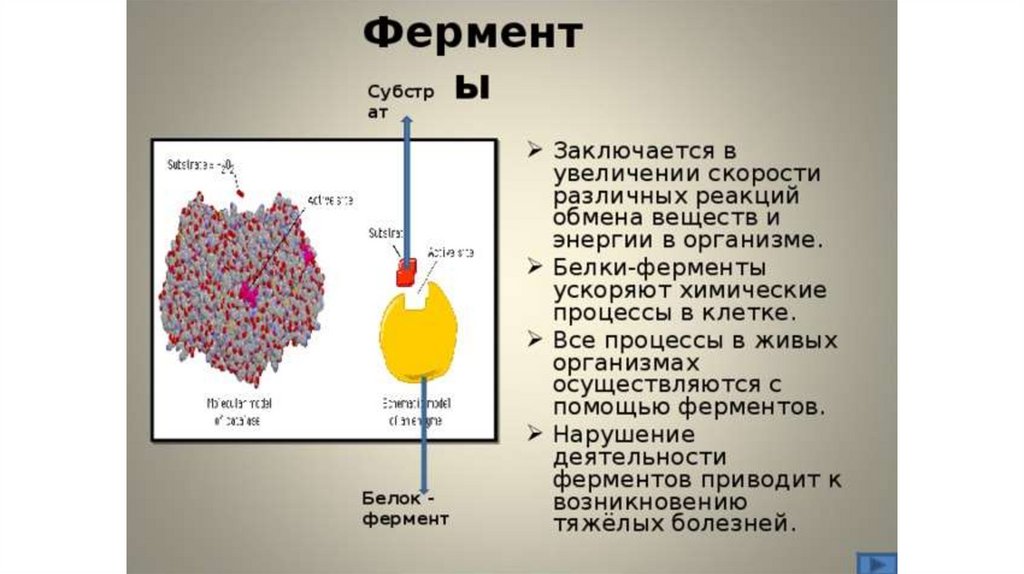 Вещества ускоряющие. Химические процессы в организме. Ускоряют химические процессы в клетке. Ферменты в клетке. Белки ферменты.