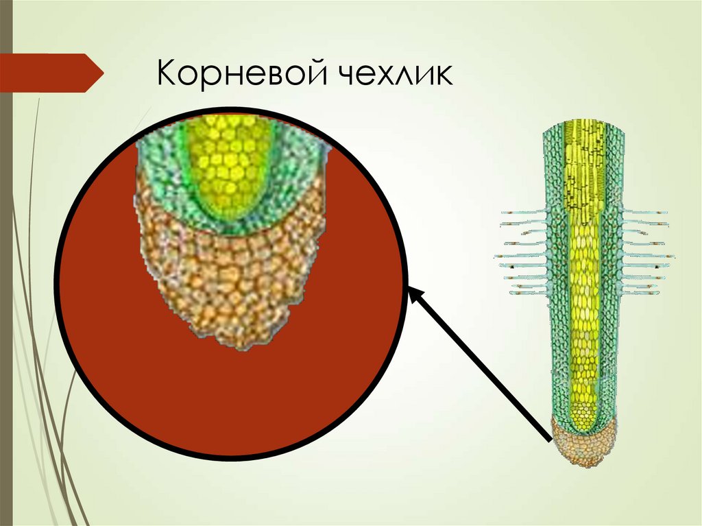 Корневой чехлик образована