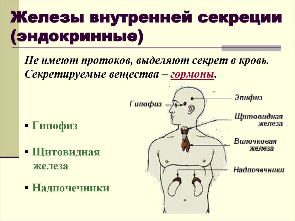 Выберите железы эндокринной системе