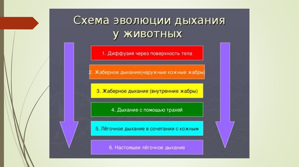 Эволюция дыхательной системы презентация