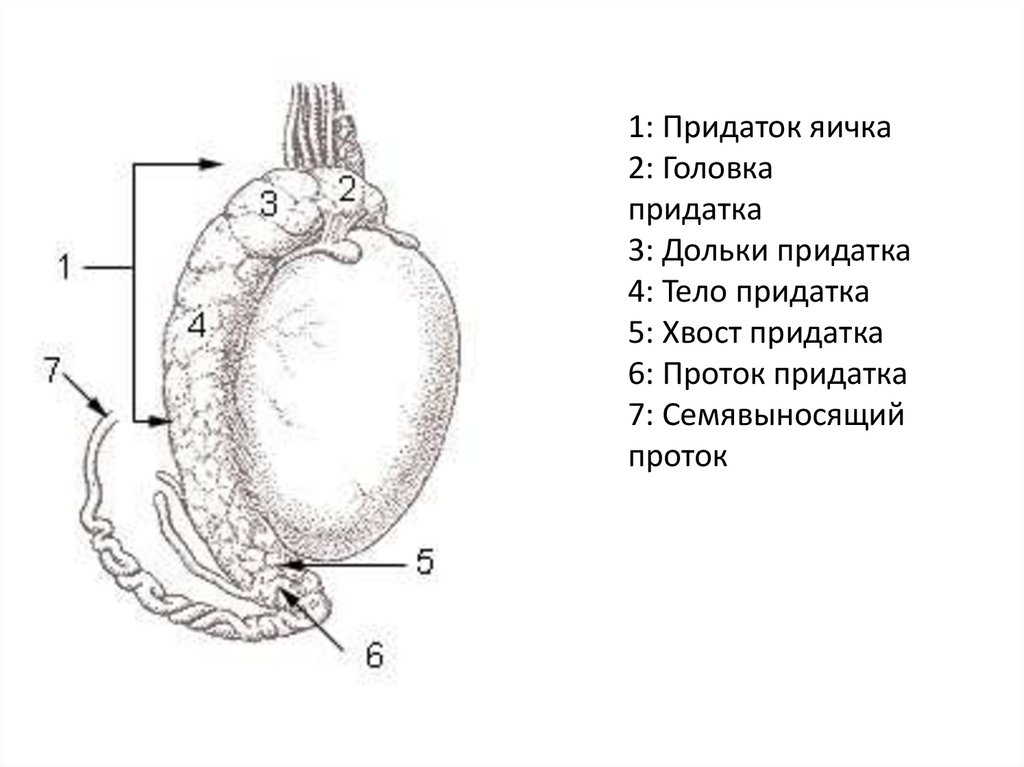 Привески яичек. Придаток яичка анатомия строение. Яичко внешнее строение анатомия. Строение семенника анатомия. Строение придатка яичка.