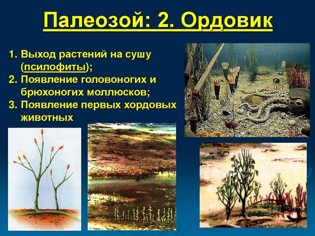 Появления основных групп растений на земле. Псилофиты палеозой. Псилофиты Эволюция. Псилофиты мезозой. Палеозойская Эра псилофиты.