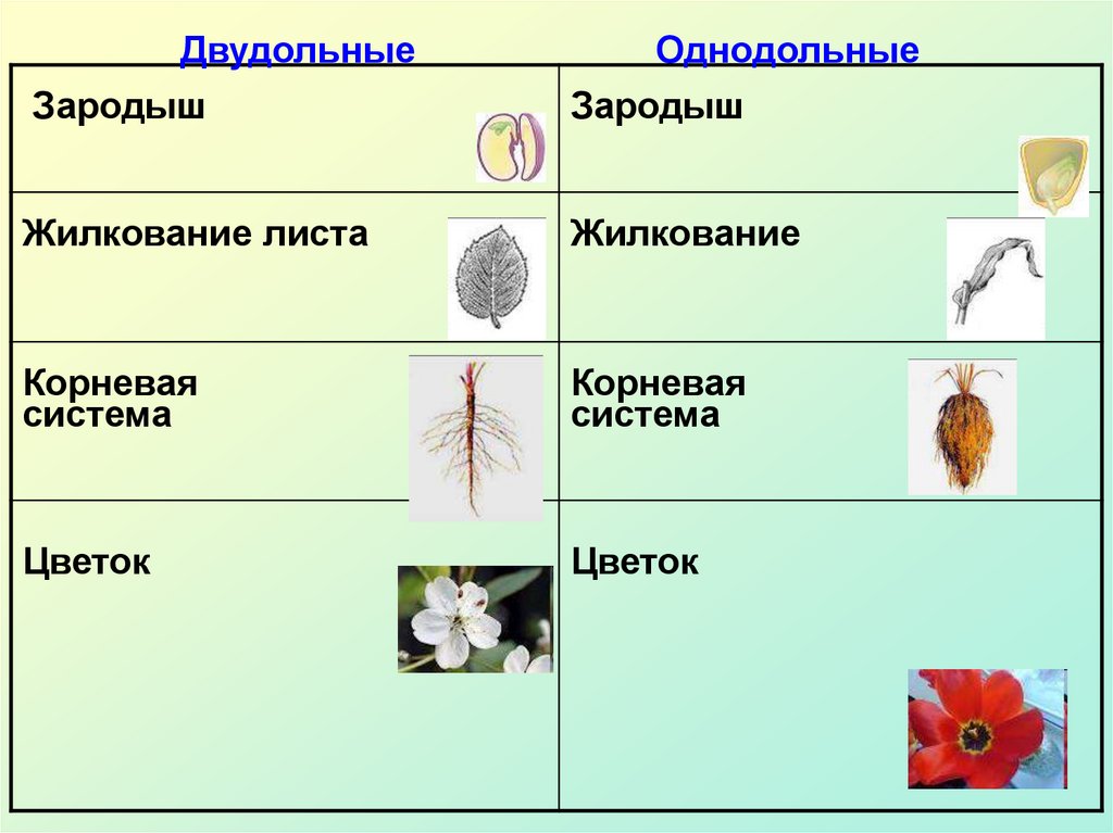 Характерные цветы для покрытосеменных. Классификация покрытосеменных 7 класс. Практика на уроке биологии по размножению. Строение и разнообразие цветков. Отдел Покрытосеменные кула.