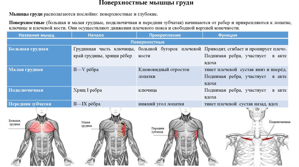 Типы грудных мышц. Функция большой грудной мышцы. Поверхностные мышцы груди. Поверхностные мышцы ребер. Процессы согласования активности мышц