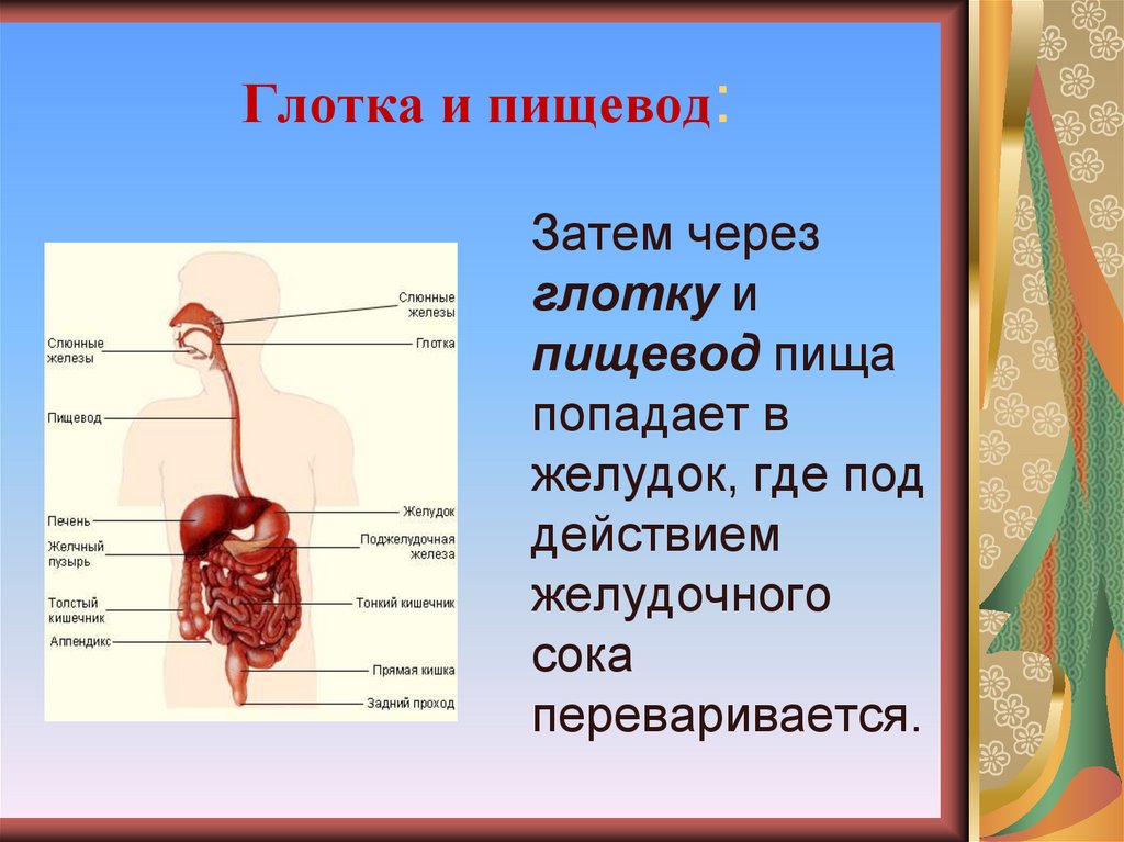 Биология тема пищевод в желудке. Пищевод и желудок рисунок иллюстрация.