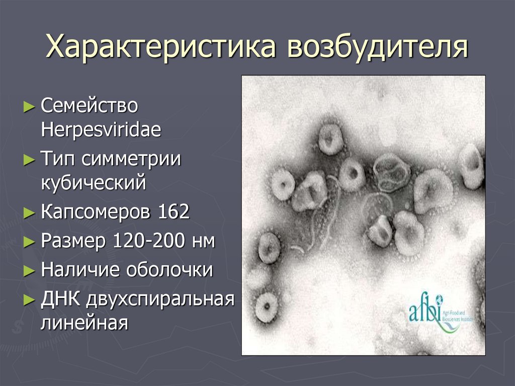 Дайте характеристику возбудителя