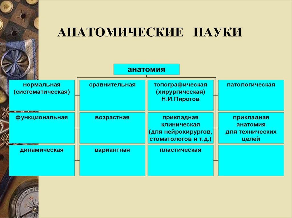 Наименьшей структурой. Структура анатомии. Структура анатомических дисциплин. Структура патологической анатомии. Анатомия это наука.