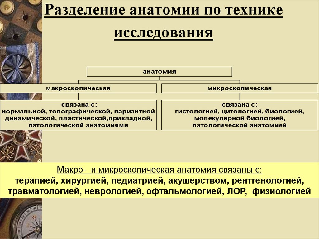 Методы исследования в анатомии