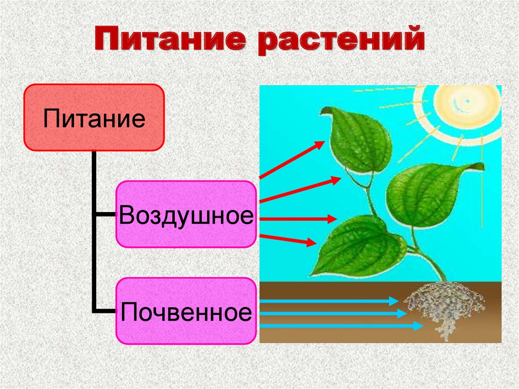 Как иначе можно назвать воздушное питание. Воздушное питание растений. Почвенное и воздушное питание растений. Схема питания растений 6 класс. Как питаются растения.