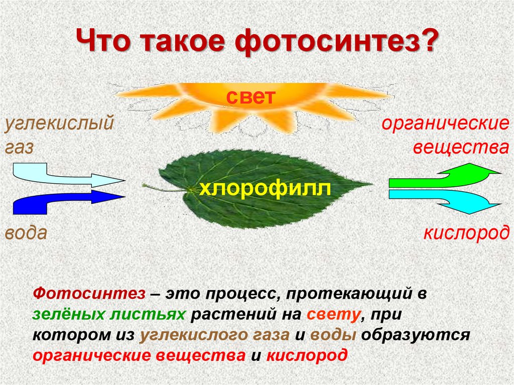 Сложные органические вещества при дыхании. Что такое фотосинтез в биологии 3 класс. Фотосинтез растений 6 класс биология. Фотосинтез у растений это процесс 6 класс биология. Схема фотосинтеза у растений.