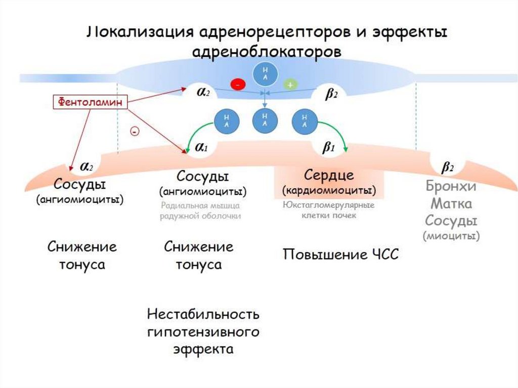 Альфа адренорецепторы локализация. Альфа 1 и Альфа 2 адренорецепторы. Бета 2 адренорецепторы механизм. Альфа 1 рецепторы локализация. Альфа и бета 2 адренорецепторы.