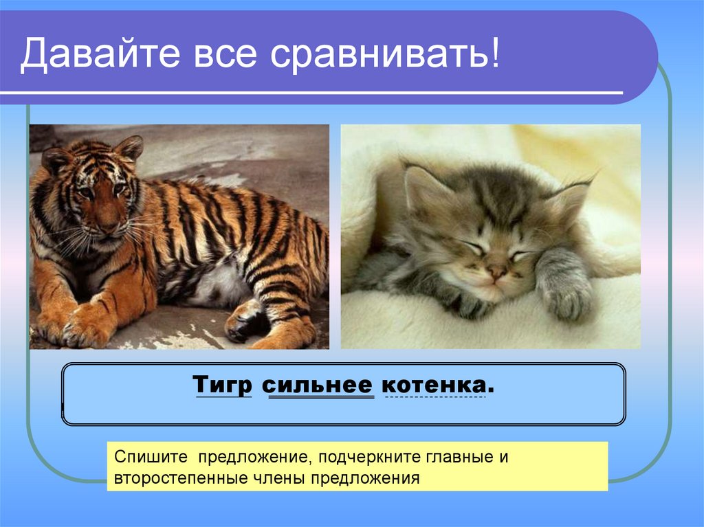 Какой тигр сильнее. Предложение с тигренком. Тигр и кошка сравнение. Тигр предложения с этим словом. Тигр какой сильный еще какой.