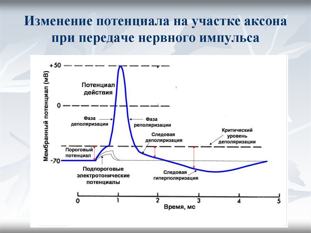 Изменение потенциала на участке аксона при передаче нервного импульса