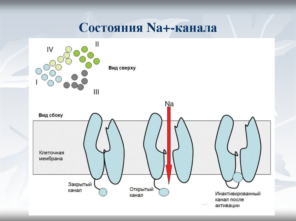 Состояния Na+-канала