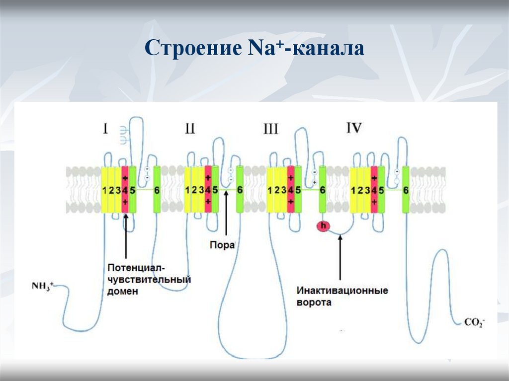 Электронно графическое строение в химии. Графическая формула в химии. Строение na. Строение электронных оболочек атомов натрия. Строение na.