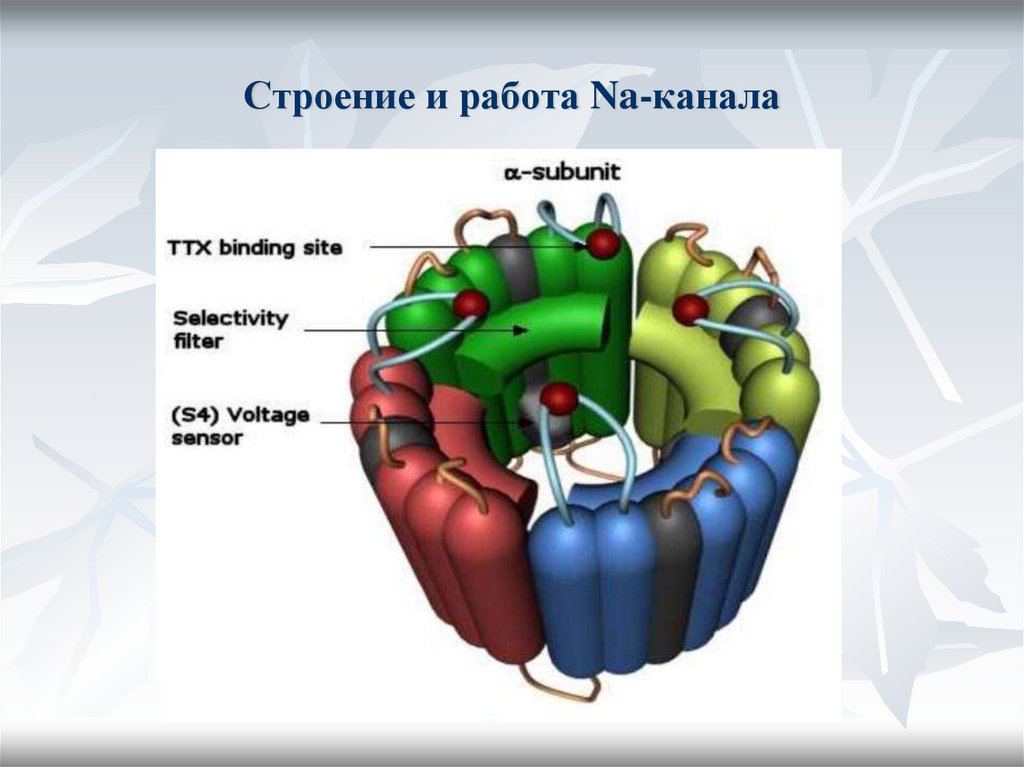 Строение и работа Na-канала