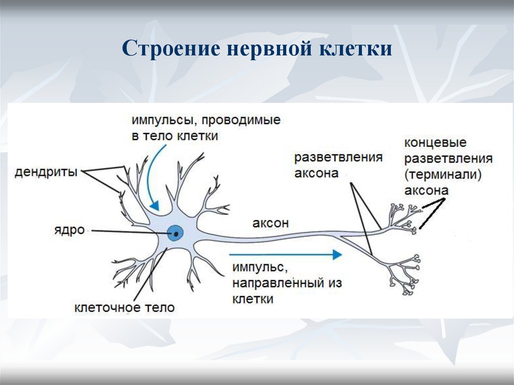 Строение нервной клетки
