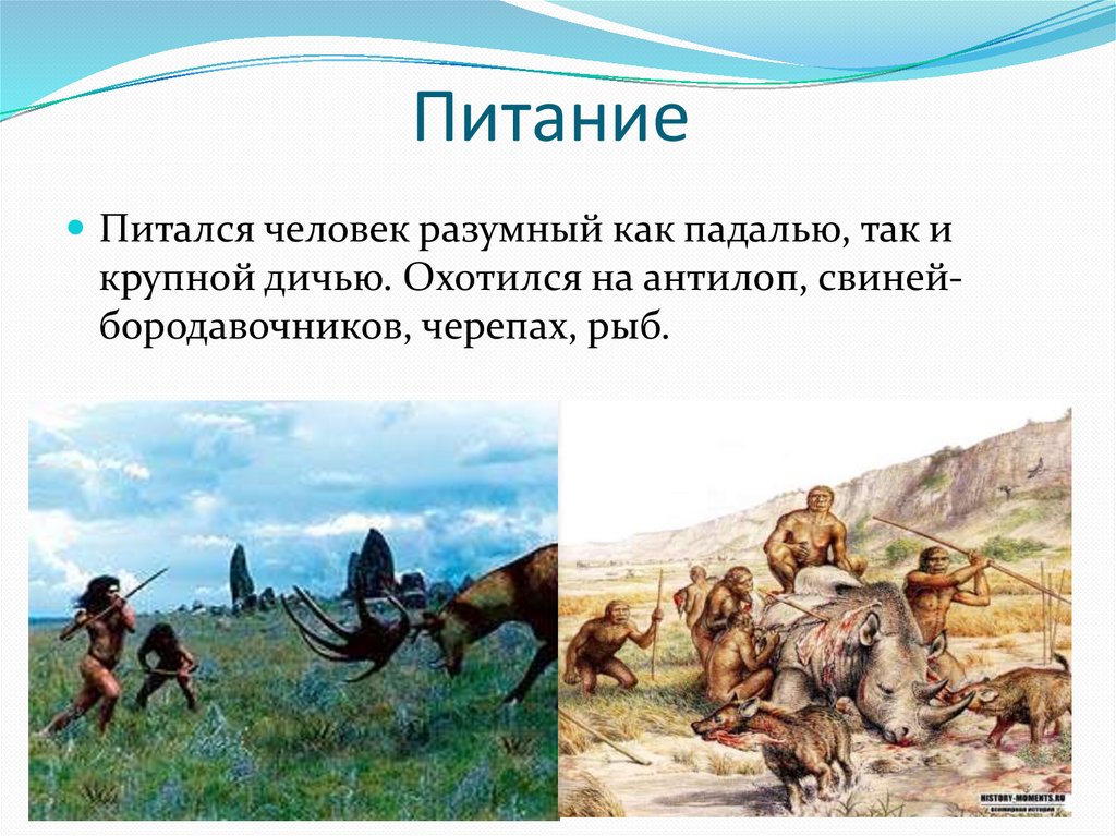 Предшественники человека - online presentation