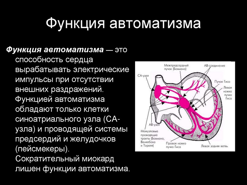 Автоматизм. Проводящая система сердца автоматизм. Функции проводящей системы сердца. Функция АВТОМАТИЗМА сердца. Синоатриального узла.