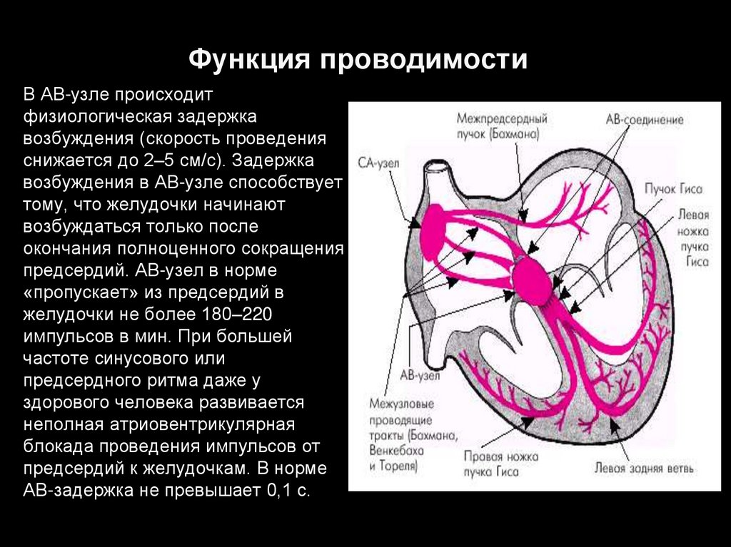 Предсердие желудка. Атриовентрикулярный узел функции. Атриовентрикулярный узел строение. Проводящая система сердца скорость проведения возбуждения. Функции атриовентрикулярного узла.