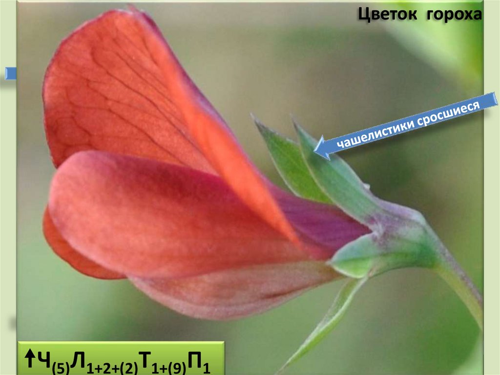 Какой цветок у гороха. Lathyrus Cicera l. — чина нутовая. Чашелистики бобовых. Lathyrus Cicera семена. Цветок гороха.