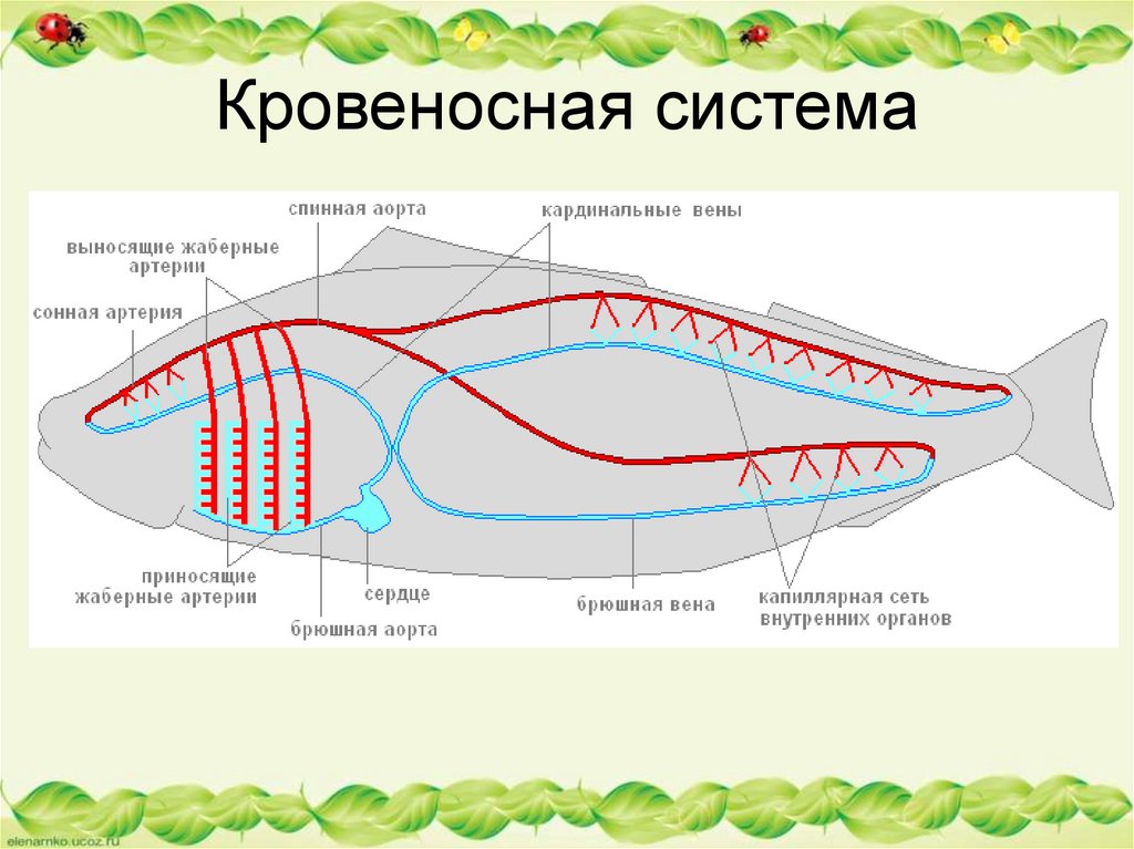 У рыб 1 круг кровообращения. Кровеносная система рыб схема. Кровеносная система рыб схема 7 класс. Кровеносная система рыб 7 класс биология. Кровеносная система рыб схема 7 класс биология.