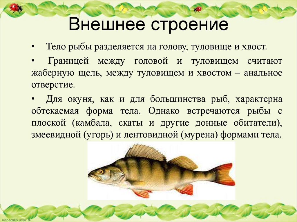 Какие отделы тела имеет рыба. Внутреннее строение рыбы. Вывод внешнее строение рыбы. Форма тела рыб. Форма тела окуня.