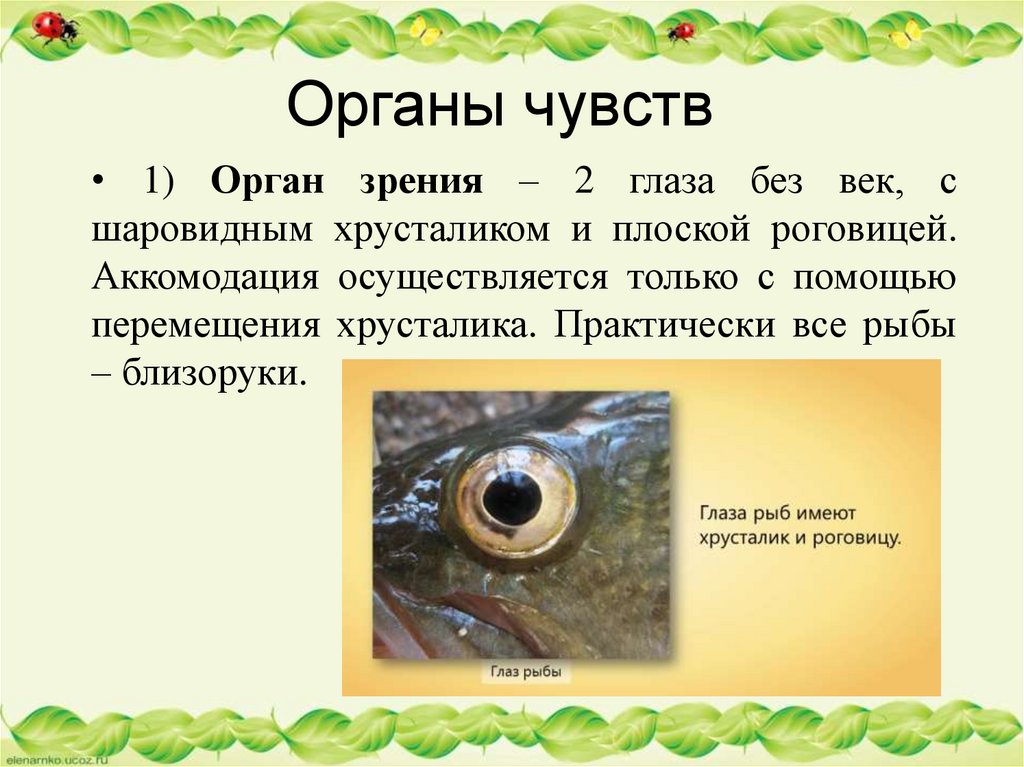 Какое значение имеет глаза у рыб