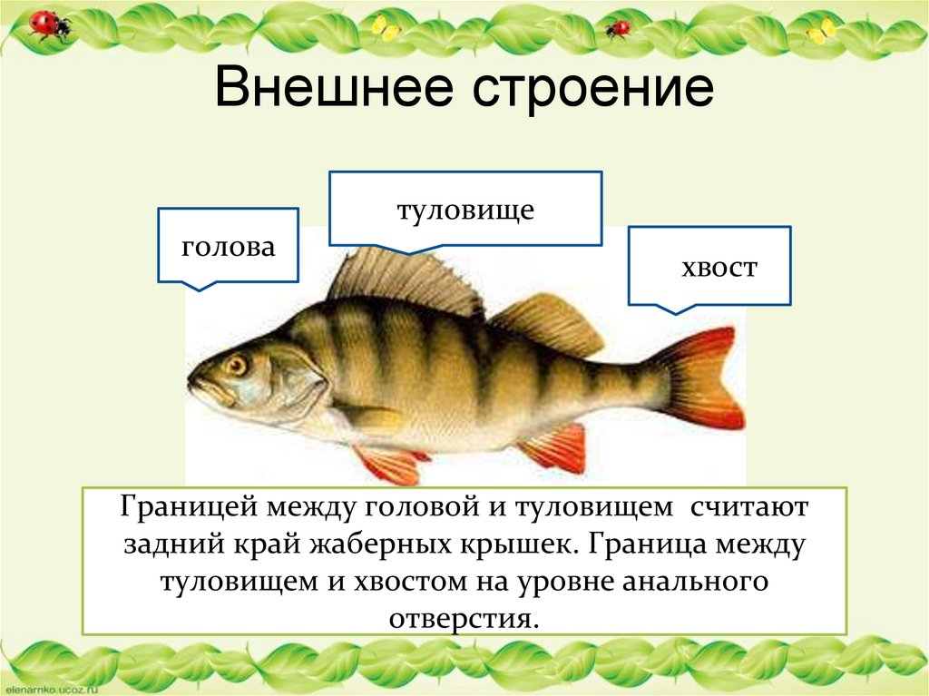 Биология про рыб 7 класс. Внешнее и внутреннее строение рыб. Внутреннее строение рыбы. Строение рыб презентация. Класс рыбы строение.