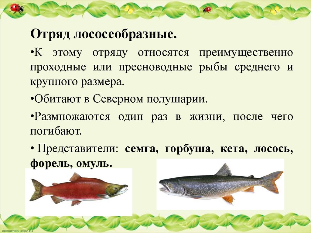 Лососевая рыба 7. Биология 7 класс отряд Лососеобразные. Отряд Лососеобразные горбуша. Лососевые рыбы презентация. Лососеобразные рыбы представители.