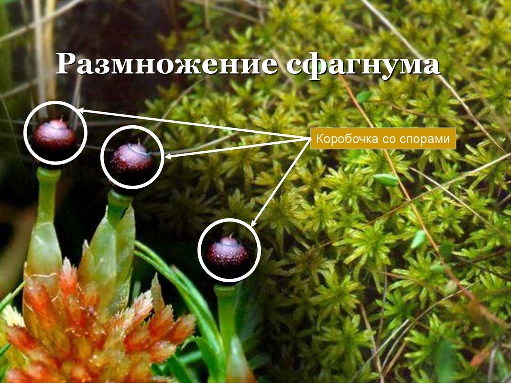 Размножение сфагнума
