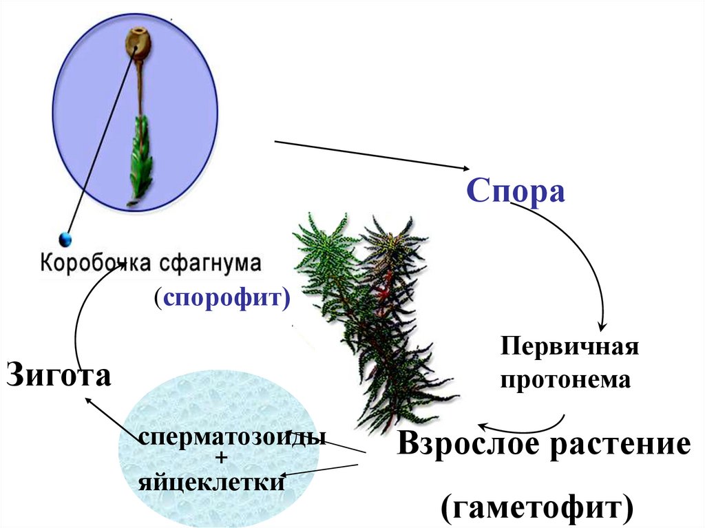 Взрослое растение мхов. Жизненный цикл мха сфагнума схема. Жизненный цикл мха Кукушкин лен спорофит. Мох цикл развития гаметофит спорофит. Сфагновые мхи строение спорофита.