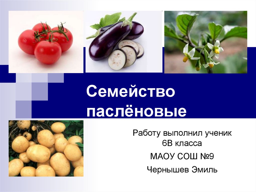 Семейство пасленовые. Класс семейства пасленовых. Семейство Пасленовые 7 кл. Пасленовые презентация. Презентация на тему Пасленовые.