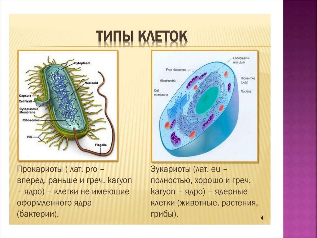 Доядерные организмы. Доядерные это. Бактерии - доядерные организмы. Общая характеристика. Доядерные прокариоты.