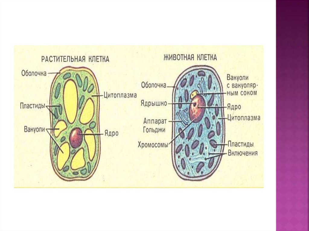 Ядерные организмы примеры