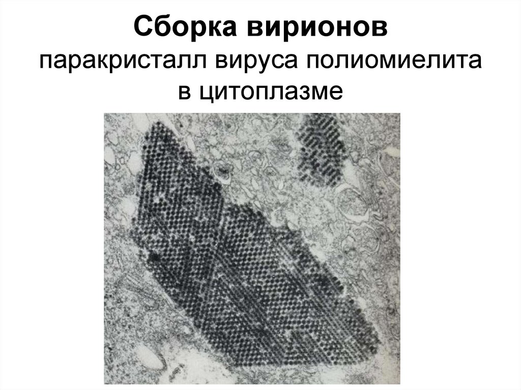 Сборка вирионов паракристалл вируса полиомиелита в цитоплазме