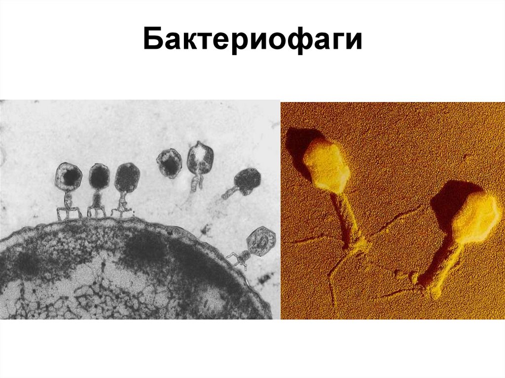 Бактериофаги
