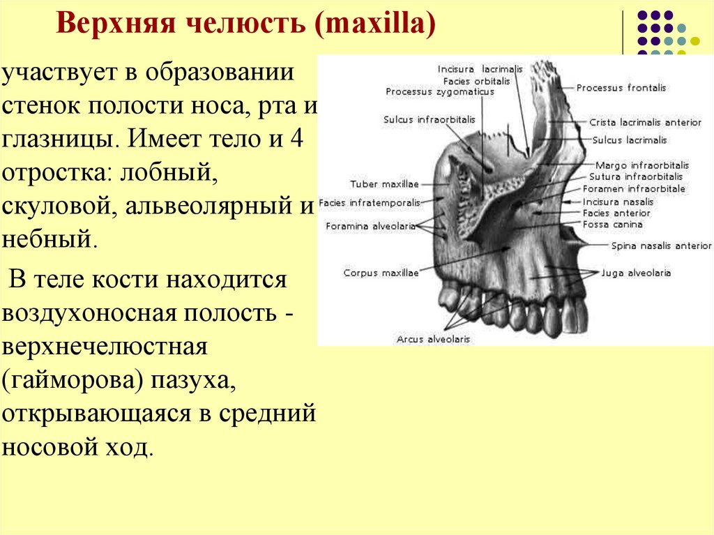 Клыковая ямка. Верхняя челюсть анатомия строение костей. Верхняя челюсть воздухоносная кость. Отростки верхней челюсти анатомия. Скуловой отросток верхней челюсти анатомия.