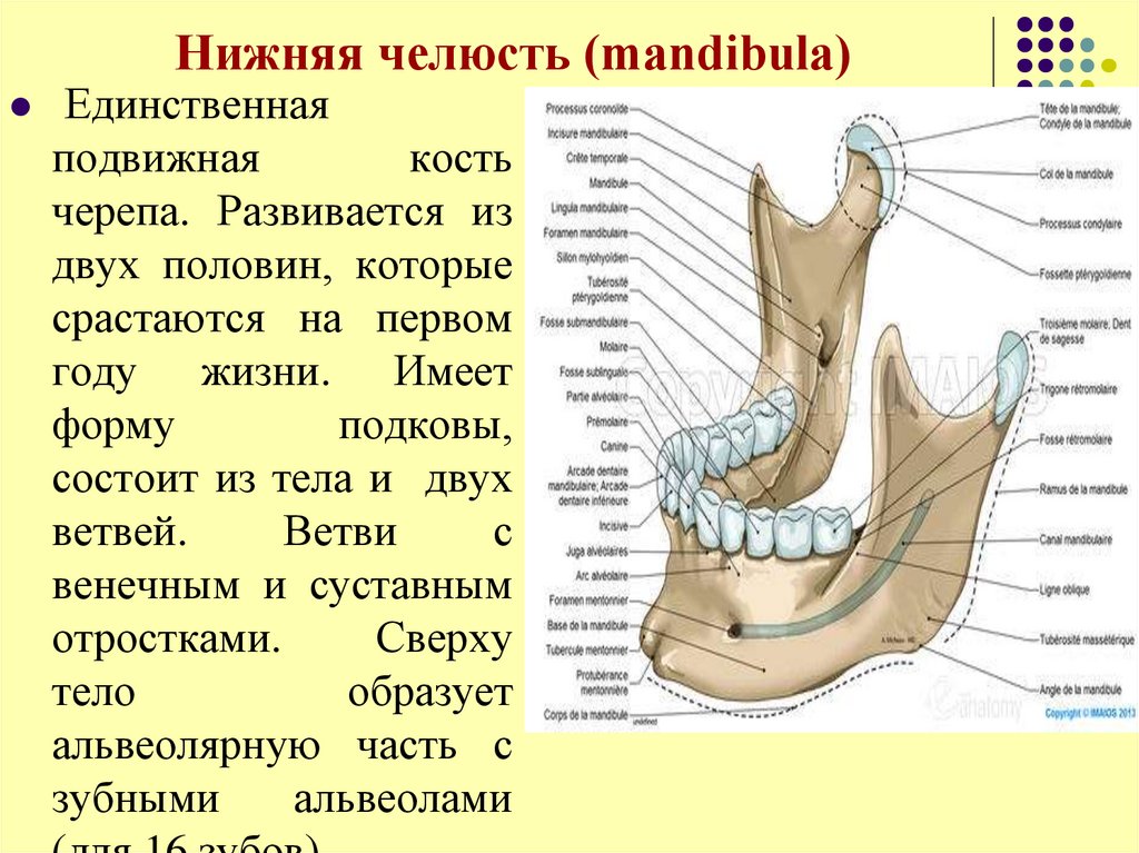 Нижний край нижней челюсти. Кости черепа нижняя челюсть анатомия. Строение нижней челюсти черепа. Нижняя челюсть кость анатомия строение. Нижняя челюсть анатомия строение.