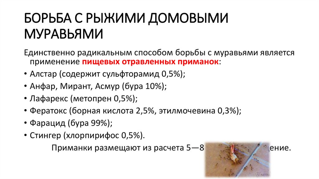 Дератизация. Дератизация что это такое простыми словами. Объявление о дератизации образец.