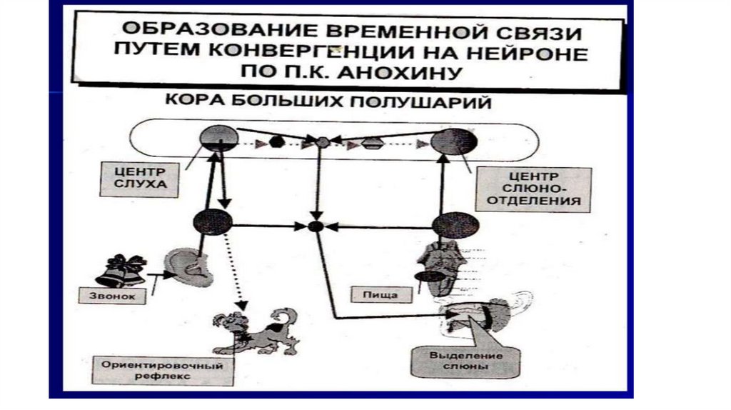 Условные рефлексы - презентация онлайн